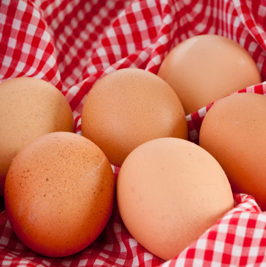 Venta de huevos por mayor en Santiago en Agricovial 2025